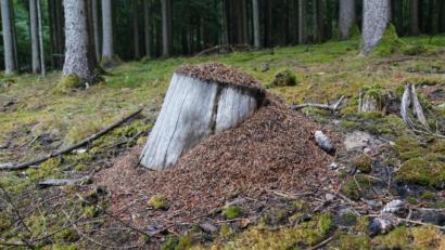 Bild: Markus Raum/exb
Ein Ameisennest im Naturpark Hirschwald. Die Insekten erfüllen wichtige Aufgaben im Wald.