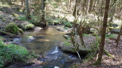 Bild: ck
Wandern durch den Wald entspannt. Auch der Hund fühlt sich dabei pudelwohl.