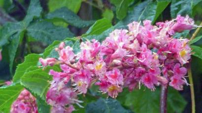 Bild: Andreas Royer
Blüten der Fleischroten Rosskastanie.