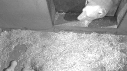 Bild:  Marineland/dpa
Eisbärin Flocke hat drei Junge bekommen.