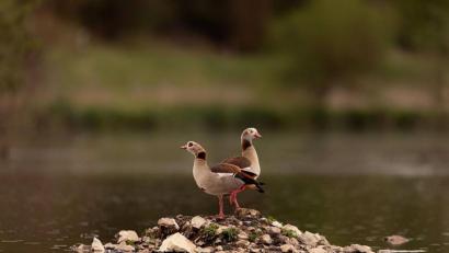 Bild: Nina Schütz
Zwei Nilgänse auf einer kleinen Weiher-Insel in der Nähe von Theuern (Kreis Amberg-Sulzbach).