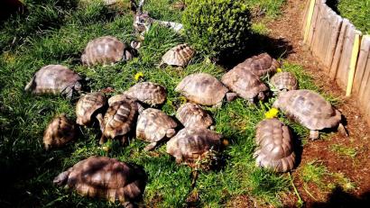 Bild: zer
Josef Meißner werden es inzwischen zu viele Schildkröten in seinem Garten.