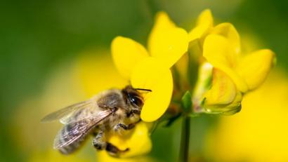 Bild: Fabian Sommer/dpa
Auf der Suche nach Biotopen für Bienen und anderen Insekten sollen bis zum Jahr 2030 bayernweit alle Regionen kartiert werden.