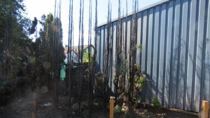 Bild: Polizei/exb
Ein Hausmeister fackelte aus Versehen mit dem Bunsenbrenner in Traßlberg einen Zaun und eine Hecke ab. Auch ein Lagerschuppen wurde angesengt.