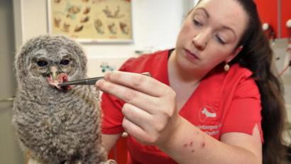 Bild: Benjamin Liss
Ein etwa vier bis sechs Wochen alter Waldkauz wird in der Kleintierklinik Sonthofen von Tierpflegerin Stephanie Schwarz versorgt.