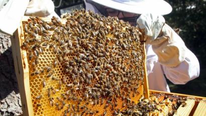 Archivbild: Wolfgang Kumm/dpa
Eine Imkerin kontrolliert einen Rahmen eines Bienenstocks mit Bienenwaben. Die Insekten rücken immer mehr ins Visier Krimineller.