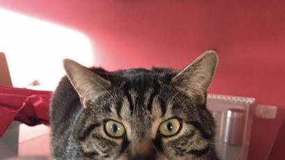 Bild: slu
Hauskatzen lassen sich durch den Ruf „Mizmizmiz“! anlocken.