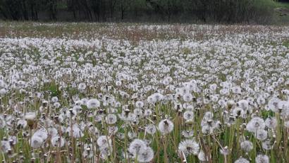 Bild: mng
Bläst der Wind, schweben die Flugschirme der Pusteblume sehr weit über das Land. Und auf dieser Wiese gleich tausendfach.