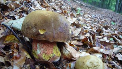 Bild: Norbert Griesbacher/exb
Der rote Stiel schreckt manchen Pilzsammler ab. Für viele andere ist der Flockenstielige Hexenröhrling (Neoboletus erythropus) ein Leckerbissen.
