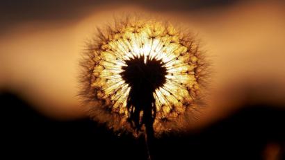 Bild: Alexander Unger
Die detailreiche Konstruktion einer Pusteblume.