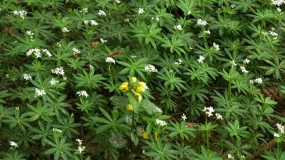 Bild: bkr
Blühender Waldmeister mit einer Gold-Taubnessel in der Mitte.