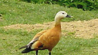Bild: gi
Hier am Weiher bei Fluröd fühlen sich die Rostgänse scheinbar wohl.