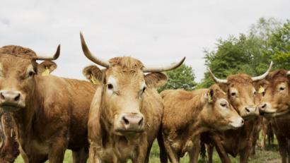 Bild: Steinwald-Allianz/Delang
Limousin-Rinder stammen ursprünglich aus Frankreich. Diese Herde ist in Eisersdorf daheim.