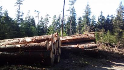 Bild: exb
Bei der "Holzernte" war Förster Stefan Gradl eher zurückhaltend. Das Überangebot hat den Holzpreis in den Keller getrieben. So wurden nur 12.000 Euro Überschuss erzielt.Und die auch nur durch Fördermittel.