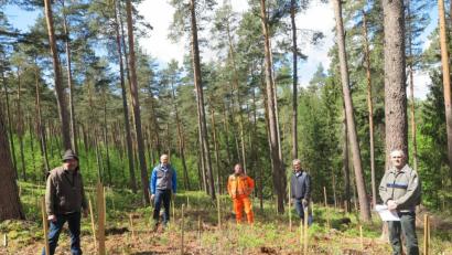Bild: jzk
Im städtischen Zukunftswald erklärten Forstdirektor Dirk Lüder (rechts) und Stadtförster Klaus Ferber (links) Roland Schäffler, Florian Frank und Werner Nickl (von links) die Anpflanzungen der alternativen Baumarten Baumhasel, Schwarzkiefer und Robinie.