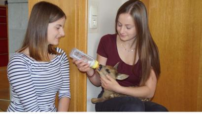 Bild: mmj
Fürsorglich kümmern sich Simone (links) und Julia Ostermeier um ihr "Bambi". Die Fütterung mit der Flasche läuft nach Stundenplan.