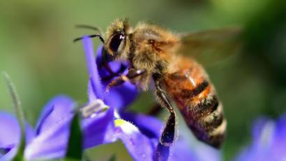 Bild: Hendrik Schmidt
Der "Weltbienentag" am 20. Mai erinnert an die fleißigen Insekten.