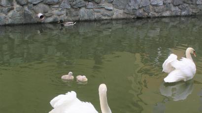 Bild: tu
Zwei junge Schwäne schwimmen mit den Eltern im Stadtweiher.