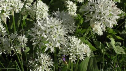 Bild: do
Bärlauchblüten erfreuen alle Gartenliebhaber.