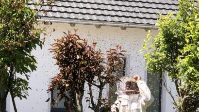 Bild: ck
Imker Johann Balk begutachtet den Bienenschwarm. Ein Großteil der Insekten befindet sich zu dem Zeitpunkt bereits in einem Schwarmfangkasten. Die restlichen Bienen folgen ihrer Königin in den Behälter nach.