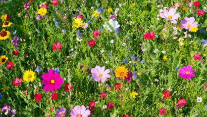 Bild: Stadt Kemnath
Die Kemnather Karpfenweg-Mischung sorgt für eine beeindruckende Blütenpracht. Leider ist das entsprechende Saatgut dieses Jahr bereits vergriffen.