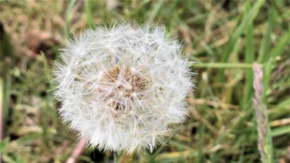 Bild: rgr
Löwenzahn und Pusteblume sehen toll aus und bringen Erinnerungen hervor.