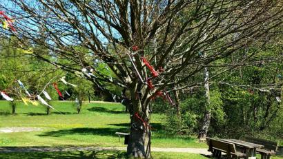 Bild: gi
Der Wunschbaum im Kurpark lädt zum Verweilen und Abschalten ein. Ein buntes Band aus der Tasche an den Baum gebunden soll die Wünsche symbolisieren.