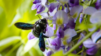 Bild: Hösamer
Die Blauschwarze Holzbiene ist mit knapp 30 MIllimeter Länge die größte heimische Bienenart.