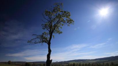 Bild: Markus Frank
Zum Ahornbaum in der Still-Lohe südlich der Kapelle St. Elisabeth gibt es einige Geschichten zu erzählen, zeigen Nachforschungen von Markus Frank.