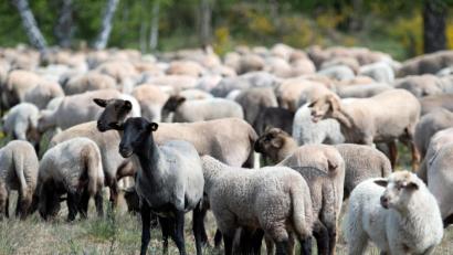 Symbolbild: Soeren Stache/dpa
Eine Herde Schafe und Lämmer auf einer Wiese. Bei Nürnberg landeten einige jedoch auf der Autobahn.