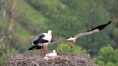 Bild: tu
Der Storch mit dem Jungen, die Störchin verlässt gerade den Horst.