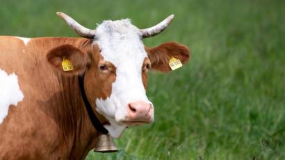 Bild: Sven Hoppe/dpa
Eine Kuh von Bäuerin Regina Killer steht auf einer Weide. Seit fast fünf Jahren streiten ein Ehepaar und die Bäuerin um das Geläut von Kuhglocken.