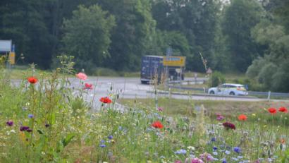Bild: Benkhardt
Blühstreifen bei Erbendorf.