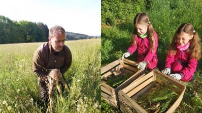 Bild: brü
Revierpächter Andreas Fröhler holt eines der gefundenen Kitze aus der Wiese (links). Unter den wachsamen Augen der Kinder warten die Jungtiere dann auf ihre Freilassung (rechts).