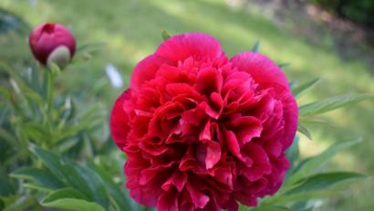 Bild: rgr
Die Pfingstrose hat es geschafft und rechtzeitig zum Pfingstfest ihre Blüte geöffnet.