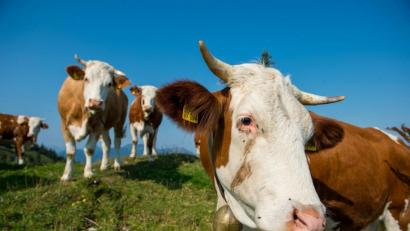 Bild: Lino Mirgeler/dpa
Kühe stehen auf einer Weide.