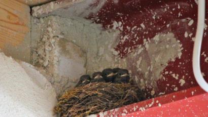 Bild: stg
Die Vogelkinder "testen" schon einmal die Räumlichkeiten des neuen Städtischen Kinderhauses.