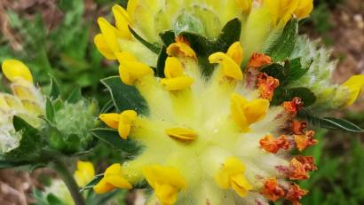 Bild: Hermann Dotzler
Die Blüte des Wundklees erinnert Leser Hermann Dotzler an die Darstellungen des Coronavirus.