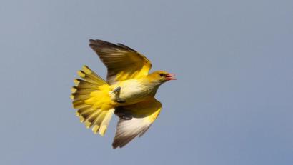 Archivbild: exb/Zdenek Tunka - LBV 
Selten zu sehen, ein fliegender Pirol. Der Pfingstvogel lebt in Weiden nur an einem Standort und zwar in den Naabauen am Hammerweg.