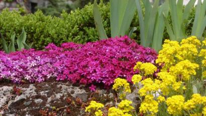 Bild: Michaela Basler 
Auf der Trockenmauer gedeiht pinker Teppich-Phlox und gelbes Steinkraut.