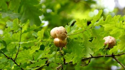 Bild: bkr
Das Werk der Eichengallwespe: Aus Eichenknospen haben sich kleine "Äpfel" herausgebildet.