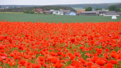 Bild: bö
So schön kann Sommer sein.
