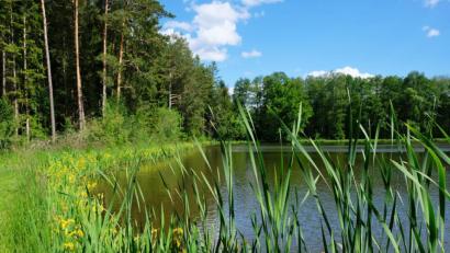 Bild: do
Alljährlich ist ab Ende Mai am Sinterweiher bei Metzenhof ein leuchtend gelbes Naturerlebnis zu beobachten