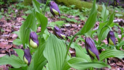 Bild: bö
Eine seltene und deshalb streng geschützte Schönheit: Der gelbe Frauenschuh – hier ist der namensgebende mittlere Teil noch grün, weil noch nicht voll aufgeblüht – ist eine vom Aussterben bedrohte Orchideenart. Dieses Exemplar wurde im Landkreis Amberg-Sulzbach fotografiert. Wo, das wird allerdings nicht verraten, denn Besucherströme täten dieser zarten Pflanze nicht gut.