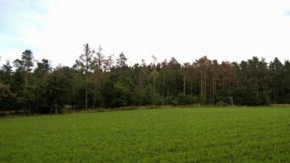 Bild: Forstverwaltung/exb
An diesen Wald bei Traunricht zeigt sich die Schädigung der Bäume. Die rotbraun gefärbten sind abgestorben