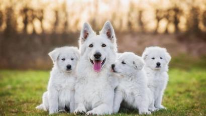 Bild: AGILA/Fotolia/Grigorita Ko
Hund in Bayern hören besonders häufig auf die Namen Sam, Luna und Emma.