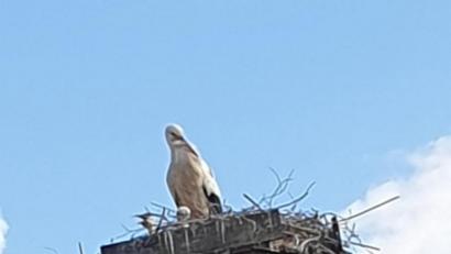 Bild: sei
Das Storchenpaar auf dem Horst des Manteler Anwesens der Familie Lenkeit hat erfolgreich zwei Junge ausgebrütet. Jetzt t ist zu hoffen, dass die Eltern ausreichend Nahrung finden, damit der Nachwuchs groß und stark wird.