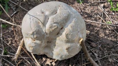 Bild: Robert Wilfert
Einer der beiden Riesenboviste, die Robert Wilfert in der Nähe eines Parkplatzes an der B 14 bei Gebenbach entdeckt hat.