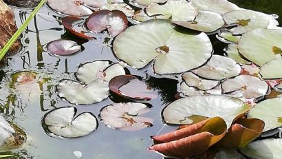 Bild: Peter Klose/exb
Diese Aufnahme machte Peter Klose an seinem Koiteich in Hahnbach. Zum Glück ist nur der Frosch echt.