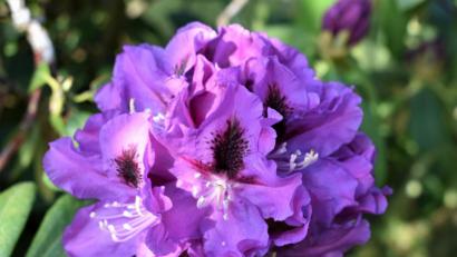 Bild: rgr
Schön sind die einzelnen Blüten der Rhododendren.